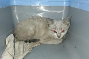 gatto-cernobbio-vigili-del-fuoco-copertina