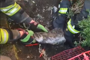 gatto-vigili-fuoco-erba-6