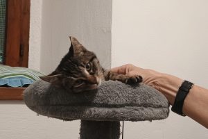 Gatto-ComoZero