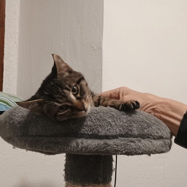 Gatto-ComoZero