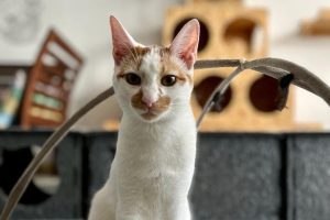 gattostello2