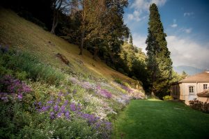 Como Villa del Grumello fioritura degli Aster