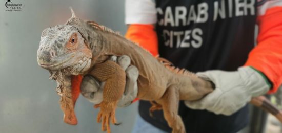 iguana