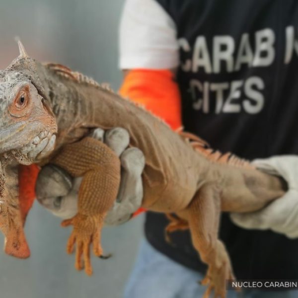 iguana