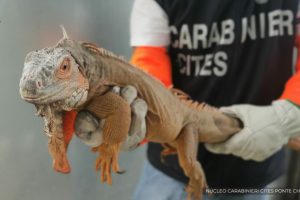 iguana
