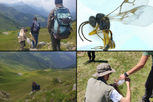 insetti-studio-montagne-gravedona