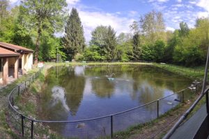 laghetto casnate con brembate (7)