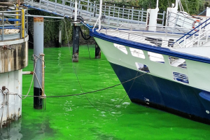 lago-tavernola-acqua-verde-2