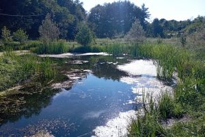 lanza_stagno-di-rodero-casale-parco-pineta-appiano