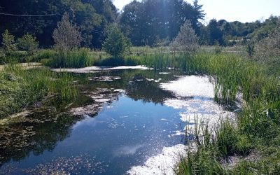 lanza_stagno-di-rodero-casale-parco-pineta-appiano