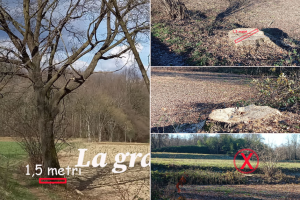 lurago-d-erba-Zoc-del-Peric-quercia (5)