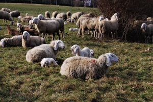 mara-stefano-pecore-gregge-casnate-bernate (16)