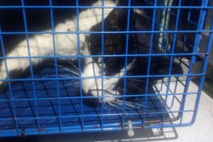 marco-marelli-gatto
