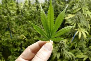 marijuana