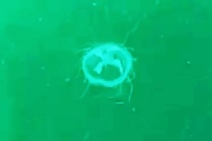 medusa-ceresio