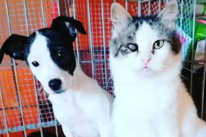 micia-aisha