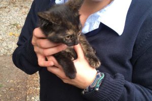 micia-salvata-gatto-gatta-gatti (2)