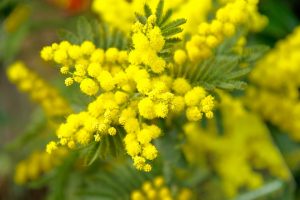 mimosa-generica-pixabay