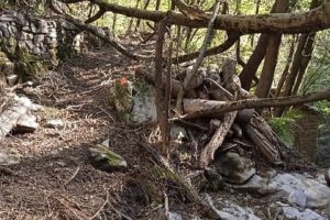 moltrasio (1)