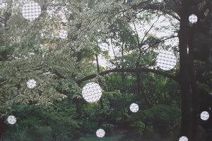 mostra nel bosco 1 (2)