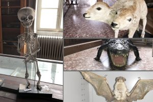 museo-liceo-volta-2
