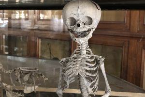 museo-storia-naturale-liceo-volta (48)