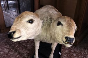 museo-storia-naturale-liceo-volta (81)