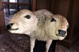 museo-storia-naturale-liceo-volta (82)