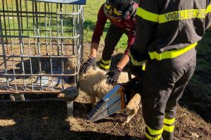 pecora-vigili-fuoco-1