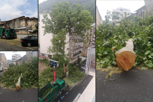 pianta-abbattuta-via-rezzonico