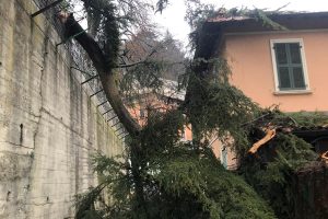 pianta-caduta-via-villini-como-vigili-fuoco (1)