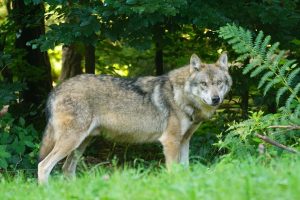 pixel-mixer-wolf-1583200