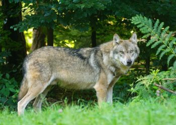 pixel-mixer-wolf-1583200