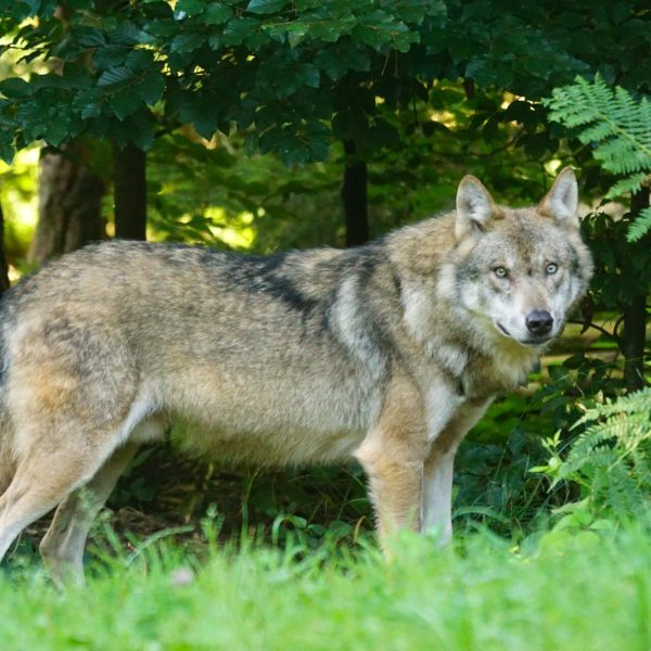 pixel-mixer-wolf-1583200