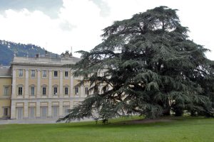 platano villa olmo