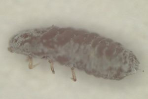 ripersella