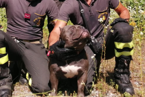 rolex-american-bully-cane-recupero-vigili-fuoco-1