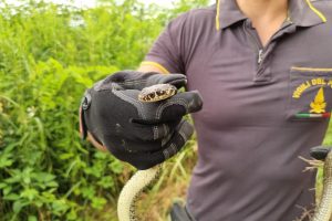 serpente-cantù-vigili-fuoco