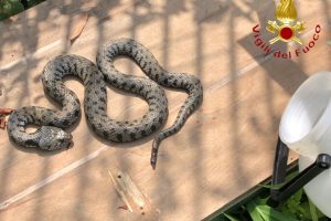 serpente-vigili-fuoco