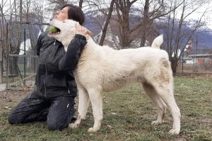 silenzio degli invisibili cani gera lario