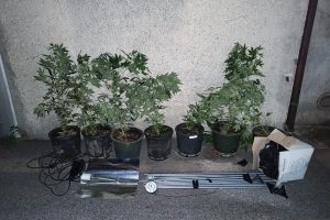 spaccio-marijuana (2)