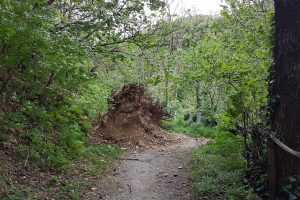 spina-verde-baradello (5)