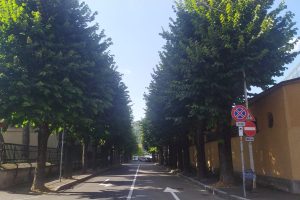 stadio viale masia alberi