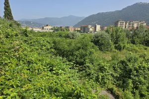 ticosa (4)