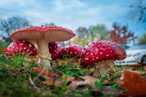 toadstools-1895181_1280