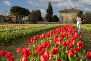 tulipani groppello d'adda (1)