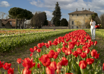 tulipani groppello d'adda (1)