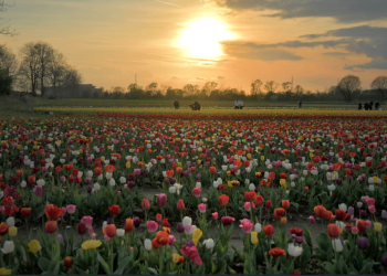tulipani-italiani.it