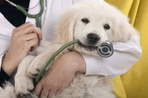 veterinario