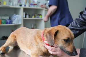 veterinario